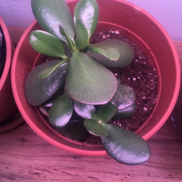 Meet your Posher, Trevor - Picture 4 of 6